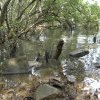 Saltpan Creek where Koori families lived and made artefacts to sell